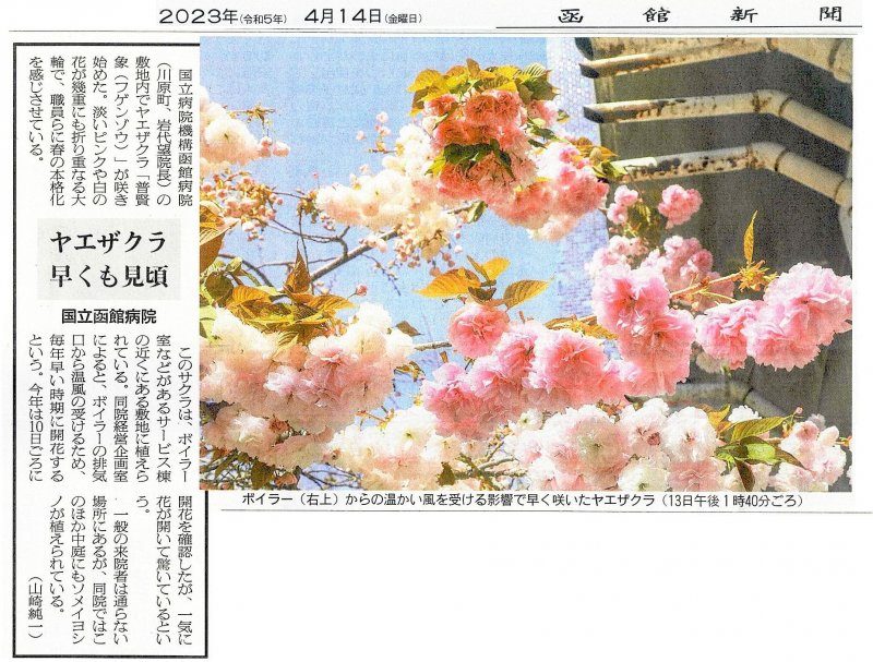 4/14(金)の函館新聞に「ヤエザクラ早くも見頃」の記事が掲載されました